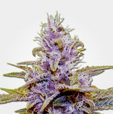 BLUE DREAM AUTO - 420 FASTBUDS